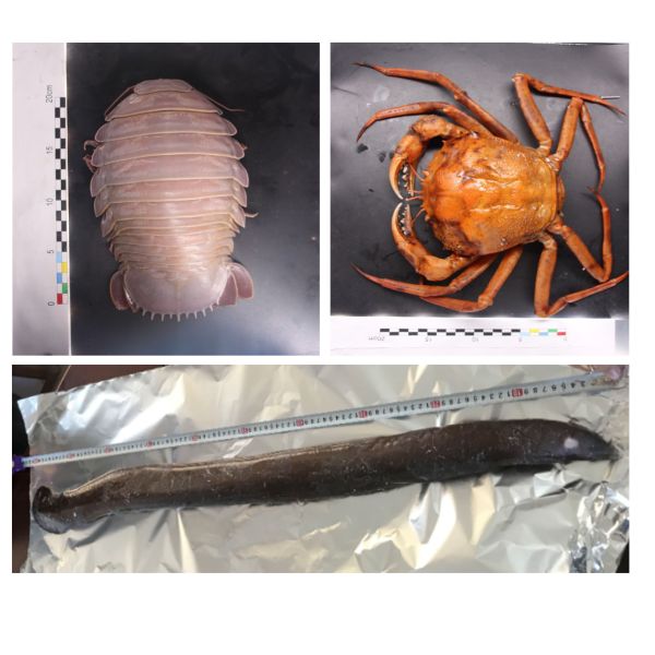 8 shape rotating mop bucket